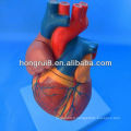 Modèle de coeur anatomoïde anatomique ISO, modèle de coeur médical